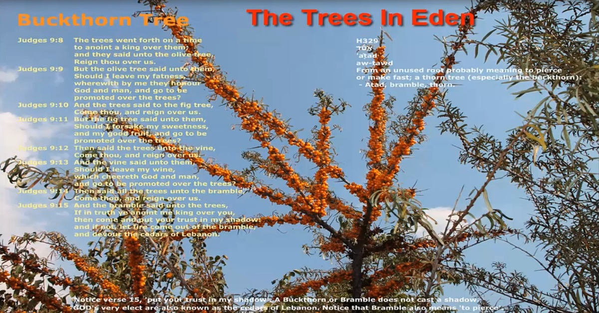 The Trees In Eden [Part One]